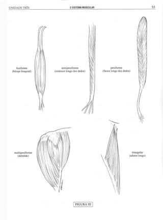 Manual_de_Anatomia_Humana_Para_Colorir.pdf