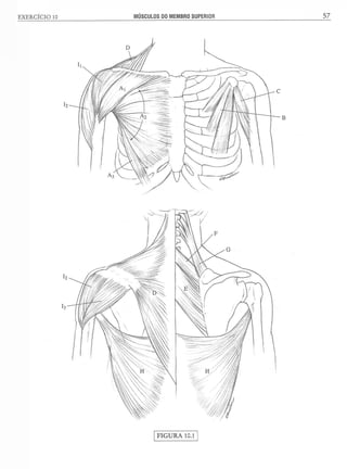 Manual_de_Anatomia_Humana_Para_Colorir.pdf