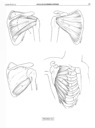 Manual_de_Anatomia_Humana_Para_Colorir.pdf