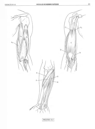 Manual_de_Anatomia_Humana_Para_Colorir.pdf