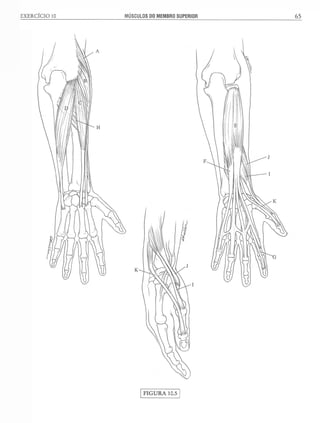 Manual_de_Anatomia_Humana_Para_Colorir.pdf