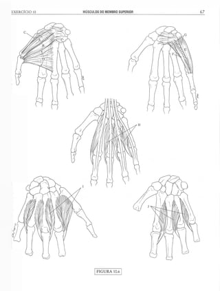 Manual_de_Anatomia_Humana_Para_Colorir.pdf