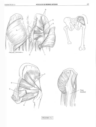 Manual_de_Anatomia_Humana_Para_Colorir.pdf