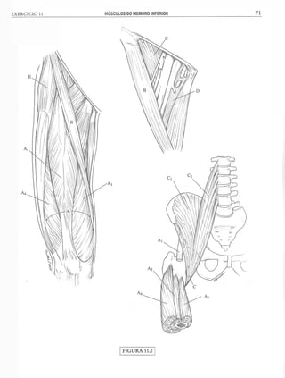 Manual_de_Anatomia_Humana_Para_Colorir.pdf