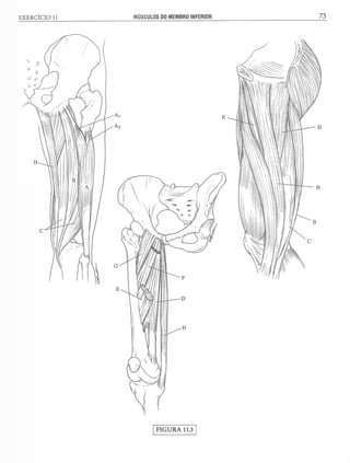 Manual_de_Anatomia_Humana_Para_Colorir.pdf