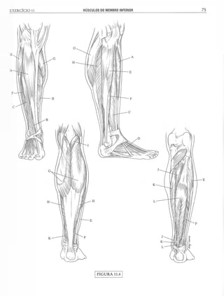 Manual_de_Anatomia_Humana_Para_Colorir.pdf