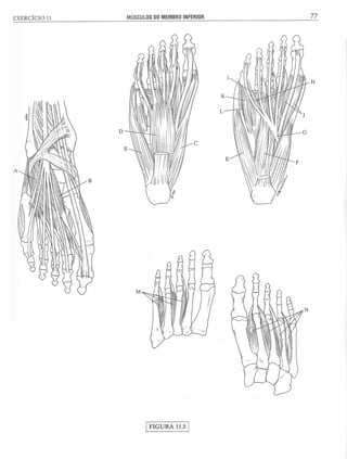 Manual_de_Anatomia_Humana_Para_Colorir.pdf