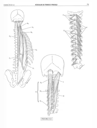Manual_de_Anatomia_Humana_Para_Colorir.pdf