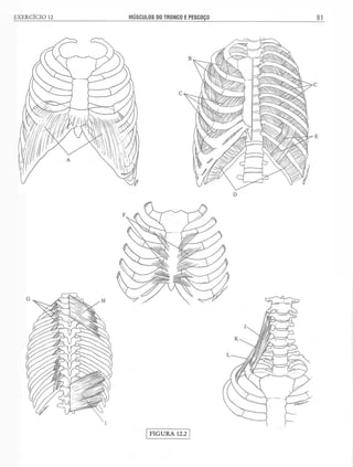 Manual_de_Anatomia_Humana_Para_Colorir.pdf