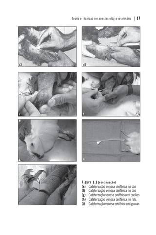 Teoria e técnicas em anestesiologia veterinária | 17
fe
hg
i
Figura 1.1 (continuação)
(e) Cateterização venosa periférica no cão.
(f) Cateterização venosa periférica no cão.
(g) Cateterizaçãovenosaperiféricaemcoelhos.
(h) Cateterização venosa periférica no rato.
(i) Cateterizaçãovenosaperiféricaemiguanas.
d3d2
 