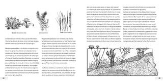 44 45
se extienden por el fondo. Otras que también flotan
libremente carecen de raíces, como la lenteja de agua,
obtienen todos los nutrientes de la propia agua.
Plantas sumergidas. Las plantas sumergidas cons-
tituyen un grupo muy diverso con adaptaciones es-
peciales para facilitar el aprovechamiento de luz en la
columna de agua, como es la aparición de varios tipos
y formas de hojas (sumergidas y flotantes). La mayoría
de las plantas acuáticas sumergidas crecen en aguas
poco profundas, de menos de 3 metros de profundidad,
donde la luz solar es capaz de penetrar. Se propagan
preferentemente a partir de rizomas aunque algunas
son anuales volviendo a nacer la temporada siguiente
a partir de semillas. Con frecuencia las flores aparecen
por encima de la superficie.
de patos, remoción de los fondos con aumento de la
turbidez y nutrientes en el agua, etc).
La dispersa localización de las balsas determina que
sean puntos de gran importancia para anfibios (ranas,
sapos y tritones). Buena parte de los que aparecen son
especies amenazadas y todos resultan beneficiosos
para la agricultura por la gran cantidad de insectos
que consumen. La presencia de aves va a estar condi-
cionada por la disponibilidad de alimento y/o refugio.
Balsas someras (más productivas), con fondos naturales
(mayor presencia de invertebrados y vegetación sumer-
gida) y vegetación en las márgenes (que proporcionan
alimentación y refugio) serán las que mayor número
de especies cobijen. Distintas especies de garzas (garza
real, garceta, garcilla bueyera), fochas (focha común,
Nenúfar (Nymphaea alba) (Ceratophillum) Enea (Typha latifolia)
dad y por tanto suelen tener un mayor valor natural.
La presencia de peces resulta habitual. Su procedencia
puede ser bien por incorporación de alevines en la cap-
tación de aguas en cauces o bien introducidos a pro-
pósito, normalmente con fines deportivos en aquellas
balsas con suficiente volumetría. Las especies autócto-
nas que más frecuentemente aparecen son la Anguila,
el Barbo común, la Boga, la Colmilleja y el Pejerrey. En
ocasiones, las balsas constituyen un refugio de especies
amenazadas como ocurre en el sector oriental andaluz
con el caso del Fartet (Aphanius iberus). Frecuentemen-
te aparecen especies exóticas tal como el Black-bass,
el Carpín dorado, la Carpa espejo, la Carpa común o el
Pez sol, que convienen evitar dado sus efectos negativos
(voraces depredadores de fauna, que incluye hasta crías
Vegetación palustre: son similares a las plantas
terrestres aunque les gusta tener su “pies” (raíces) bajo
el agua. Pueden soportar cierta oscilación en los niveles
de agua e incluso hay algunas adaptadas a ello. La ma-
yoría tienen extensas raíces que crecen en los sedimen-
tos proporcionando estabilidad a las orillas y protegién-
dolas de la erosión (por ejemplo del oleaje). Constituye
un valiosos recurso para la fauna (tanto invertebrados
como vertebrados) siendo también de interés en la ges-
tión de las balsas pues eliminan nutrientes, clarifican el
agua y filtran los sedimentos arrastrados.
La fauna acuática: su presencia va a estar determi-
nada por las características de la balsa. Balsas con fon-
dos naturales y, principalmente, con presencia de vege-
tación acuática son las que presentan más biodiversi-
 