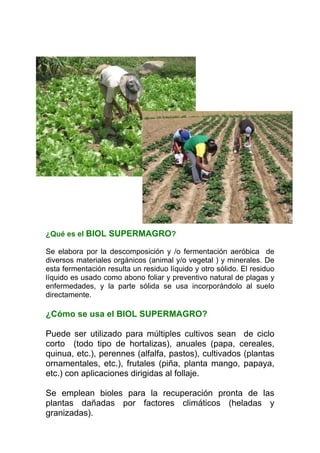 ¿Qué es el BIOL SUPERMAGRO?

Se elabora por la descomposición y /o fermentación aeróbica de
diversos materiales orgánicos (animal y/o vegetal ) y minerales. De
esta fermentación resulta un residuo líquido y otro sólido. El residuo
líquido es usado como abono foliar y preventivo natural de plagas y
enfermedades, y la parte sólida se usa incorporándolo al suelo
directamente.

¿Cómo se usa el BIOL SUPERMAGRO?

Puede ser utilizado para múltiples cultivos sean de ciclo
corto (todo tipo de hortalizas), anuales (papa, cereales,
quinua, etc.), perennes (alfalfa, pastos), cultivados (plantas
ornamentales, etc.), frutales (piña, planta mango, papaya,
etc.) con aplicaciones dirigidas al follaje.

Se emplean bioles para la recuperación pronta de las
plantas dañadas por factores climáticos (heladas y
granizadas).
 