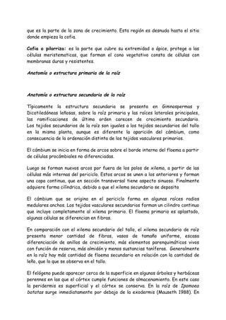 que es la parte de la zona de crecimiento. Esta región es desnuda hasta el sitio
donde empieza la cofia.

Cofia o pilorriza: es la parte que cubre su extremidad o ápice, protege a las
células meristematicas, que forman el cono vegetativo consta de células con
membranas duras y resistentes.

Anatomía o estructura primaria de la raíz



Anatomía o estructura secundaria de la raíz

Típicamente la estructura secundaria se presenta en Gimnospermas y
Dicotiledóneas leñosas, sobre la raíz primaria y las raíces laterales principales,
las ramificaciones de último orden carecen de crecimiento secundario.
Los tejidos secundarios de la raíz son iguales a los tejidos secundarios del tallo
en la misma planta, aunque es diferente la aparición del cámbium, como
consecuencia de la ordenación distinta de los tejidos vasculares primarios.

El cámbium se inicia en forma de arcos sobre el borde interno del floema a partir
de células procámbiales no diferenciadas.

Luego se forman nuevos arcos por fuera de los polos de xilema, a partir de las
células más internas del periciclo. Estos arcos se unen a los anteriores y forman
una capa continua, que en sección transversal tiene aspecto sinuoso. Finalmente
adquiere forma cilíndrica, debido a que el xilema secundario se deposita

El cámbium que se origina en el periciclo forma en algunas raíces radios
medulares anchos. Los tejidos vasculares secundarios forman un cilindro continuo
que incluye completamente al xilema primario. El floema primario es aplastado,
algunas células se diferencian en fibras.

En comparación con el xilema secundario del tallo, el xilema secundario de raíz
presenta menor cantidad de fibras, vasos de tamaño uniforme, escasa
diferenciación de anillos de crecimiento, más elementos parenquimáticos vivos
con función de reserva, más almidón y menos sustancias taníferas. Generalmente
en la raíz hay más cantidad de floema secundario en relación con la cantidad de
leño, que lo que se observa en el tallo.

El felógeno puede aparecer cerca de la superficie en algunos árboles y herbáceas
perennes en las que el córtex cumple funciones de almacenamiento. En este caso
la peridermis es superficial y el córtex se conserva. En la raíz de Ipomoea
batatas surge inmediatamente por debajo de la exodermis (Mauseth 1988). En
 