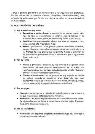 Citrus la primera peridermis es subsuperficial y las siguientes son profundas.
En las raíces de la palmera Phoenix dactylifera (Monocotiledónea) hay
estructuras lenticelares que forman una especie de collar en torno a las raíces
de menor orden.

CLASIFICACIÓN DE LAS RAÍCES

   A. Por el medio en que viven
         • Terrestres o subterráneas: la mayoría de las plantas poseen este
            tipo de raíz. Al desarrollarse el embrión sale la radicula y se
            introduce en la tierra, crece, se desarrolla y forma la raíz adulta.
         • Acuáticas: las poseen aquellas plantas que viven en estanques, ríos,
            lagos, canales, etc. Algunas son fijas.
         • Aéreas: pertenecen a las plantas epifitas (orquídeas, helechos,
            musgos, líquenes), estas plantas forman raíces que se introducen a
            los troncos de otras plantas que les permite fijarse y absorber de
            las partículas de polvo atmosférico al ser disuelto por el agua de las
            lluvias o del roció.
   B. Por su forma

          •   Típicas o pivotantes: muestran su raíz principal o eje primario muy
              desarrollado, el cual penetra verticalmente en el suelo, sus
              ramificaciones son muy cortas y delgadas (quelite, alfalfa y la mayor
              parte de las dicotiledóneas (leguminosas).
          •   Fibrosas o fasciculadas: su eje primario es muy pequeño, en cambio
              las raíces secundarias adquieren gran desarrollo, son muy
              abundantes y todas salen más o menos del mismo sitio (maíz, arroz,
              cebada, avena, etc), la mayoría de las monocotiledóneas.

   C. Por su origen

      •   Normales: se derivan de la radícula del embrión como la raíz primaria y
          las que se derivan de esta (secundaria, terciaria).
      •   Adventicias: no tienen región embrional, ni se derivan de otras raíces.
          Se desarrollan en los tallos y ramas hasta ciertas hojas. Ejemplos:
          maíz, caña de azúcar, fresa, etc.

   D. Por su consistencia

      •   Herbáceas: son pequeñas, delgadas y blandas (lechuga, col, verdolaga y
          todas las plantas herbáceas).
 