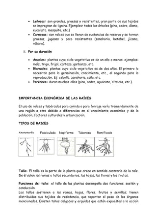 •   Leñosas: son grandes, gruesas y resistentes, gran parte de sus tejidos
          se impregnan de lignina. Ejemplos> todos los árboles (pino, cedro, álamo,
          eucalipto, mesquite, etc.)
      •   Carnosas: son raíces que se llenan de sustancias de reserva y se tornan
          gruesas, jugosas y poco resistentes (zanahoria, betabel, jícama,
          rábano).

   E. Por su duración

      •   Anuales: plantas cuyo ciclo vegetativo es de un año o menos. ejemplos:
          maíz, trigo, frijol, cartazo, garbanzo, etc.
      •   Bianuales: plantas cuyo ciclo vegetativo es de dos años. El primero lo
          necesitan para la germinación, crecimiento, etc., el segundo para la
          reproducción. Ej: cebolla, zanahoria, caña, etc.
      •   Perennes: duran muchos años (pino, cedro, aguacate, cítricos, etc.).




IMPORTANCIA ECONÓMICA DE LAS RAÍCES

El uso de raíces y tubérculos para comida o para forraje varía tremendamente de
una región a otra debido a diferencias en el crecimiento económico y de la
población, factores culturales y urbanización.

TIPOS DE RAICES

Axonomorfa    Fasciculada   Napiforme    Tuberosa     Ramificada




Tallo: El tallo es la parte de la planta que crece en sentido contrario de la raíz.
De él salen las ramas o tallos secundarios, las hojas, las flores y los frutos.

Funciones del tallo: el tallo de las plantas desempeña dos funciones: sostén y
conducción.
Los tallos sostienen a las ramas, hojas, flores, frutos y semillas; tienen
distribuidos sus tejidos de resistencia, que soportan el peso de los órganos
mencionados. Existen tallos delgados y erguidos que están expuestos a la acción
 