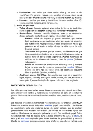 • Plurianuales: son tallos que viven varios años y en cada a año
        fructifican. Ej: geranio, rosales, etc., existen otros que viven varios
        años y que solo fructifican una sola vez y al hacerlo mueren. Ej: maguey.
      • Perennes: son los que viven y fructifican durante muchos años. Ej;
        fresno, encinos, manzano, pino, naranjo, etc.
   D. Medio en que viven
      • Tallos aéreos: llamados epigeos, viven sobre la tierra, se subdividen
        según la posición que adopten en erguidos, rastreros y trepadores.
      • Subterráneos: llamados también hipoginos, viven y se desarrollan
        debajo del suelo, se clasifican en rizoma, tubérculos y bulbos.
           1. Rizomas: tallos de longitud y grosor variables, que crecen
               horizontalmente a profundidades diversas según las especies.
               Los nudos llevan hojas pequeñas, y cada año producen raíces que
               penetran en el suelo y tallos aéreos de vida corta, la caña
               (Arundo donax).
           2. Tubérculos: más gruesos que los rizomas, se diferencian en que
               tienen crecimiento limitado, no presentan habitualmente raíces y
               suelen durar un solo periodo vegetativo. Muchos tubérculos se
               utilizan en la alimentación humana, como la patata (Solanum
               tuberosum).
           3. Bulbos: en su formación interviene un tallo muy corto y diversas
               hojas carnosas que lo recubren, como en las cebollas (Allium).
               Dentro de este tipo de tallos están los escamosos (azucena
               blanca) y sólidos (gladiola, azafrán).
      • Acuáticos: plantas hidrófilas. Son aquellas que viven en el agua (ríos,
        lagos, lagunas, canales), son fijas o libres y están, asu vez, flotantes o
        sumergidas. Ejemplo: lentejilla del agua o chilacaste, tule, sagitaria.

IMPORTANCIA DE LOS TALLOS

Los tallos son muy importantes ya que tienen un gran uso, por ejemplo se utilizan
como alimento del hombre y también para los animales, así como en la industria
para la fabricación de utensilios de cocina, muebles, papel, construcción de casas,
etc.

Las maderas proceden de los troncos y de las ramas de los árboles. Constituyen
la materia prima de varias industrias: muebles, papel, construcción... Los árboles
de crecimiento lento dan maderas duras, de mejor calidad, que se emplean
generalmente en la industria del mueble. Los árboles de crecimiento rápido dan
maderas blandas que se usan principalmente para la fabricación de papel. Entre
los árboles más finos de madera dura podemos encontrar la caoba, el ébano, la
teca, y el palo rosa empleados para hacer muebles de gran calidad, y entre la
blanda, las coníferas son muy comunes, como el alerce, pino, abeto; y otros como
 