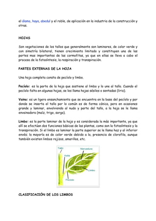 el álamo, haya, abedul y el roble, de aplicación en la industria de la construcción y
otras.


HOJAS

Son vegetaciones de los tallos que generalmente son laminares, de color verde y
con simetría bilateral, tienen crecimiento limitado y constituyen una de las
partes mas importantes de las cormofitas, ya que en ellas se lleva a cabo el
proceso de la fotosíntesis, la respiración y transpiración.

PARTES EXTERNAS DE LA HOJA

Una hoja completa consta de pecíolo y limbo.

Pecíolo: es la parte de la hoja que sostiene al limbo y lo une al tallo. Cuando el
pecíolo falta en algunas hojas, se les llama hojas sésiles o sentadas (lirio).

Vaina: es un ligero ensanchamiento que se encuentra en la base del pecíolo y por
donde se inserta el tallo por lo común es de forma cónica, pero en ocasiones
grande y laminar, envolviendo al nudo y parte del tallo, a la hoja se le llama
envainadora (maíz, trigo, sorgo).

Limbo: es la parte laminar de la hoja y es considerada la más importante, ya que
allí se efectúan dos funciones básicas de las plantas, como son la fotosíntesis y la
transpiración. Si el limbo es laminar la parte superior se le llama haz y al inferior
envés; la mayoría es de color verde debido a la, presencia de clorofila, aunque
también existen limbos rojizos, amarillos, etc.




CLASIFICACIÓN DE LOS LIMBOS
 