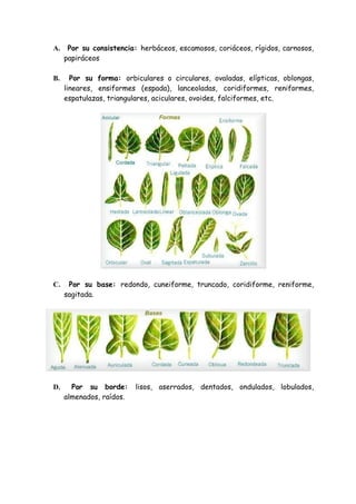 A.    Por su consistencia: herbáceos, escamosos, coriáceos, rígidos, carnosos,
     papiráceos

B.     Por su forma: orbiculares o circulares, ovaladas, elípticas, oblongas,
     lineares, ensiformes (espada), lanceoladas, coridiformes, reniformes,
     espatulazas, triangulares, aciculares, ovoides, falciformes, etc.




C.    Por su base: redondo, cuneiforme, truncado, coridiforme, reniforme,
     sagitada.




D.     Por su borde:      lisos, aserrados, dentados, ondulados, lobulados,
     almenados, raídos.
 
