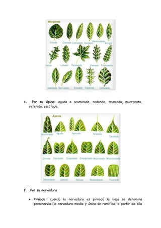 E.     Por su ápice: agudo o acuminado, redondo, truncado, mucronato,
     retenido, escotado.




F. Por su nervadura

     •   Pinnada: cuando la nervadura es pinnada la hoja se denomina
         penninervia (la nervadura media y única se ramifica, a partir de ella
 