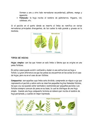 forman a uno y otro lado nervaduras secundarias), plátano, mango y
          aguacate.
      •   Palmeada: la hoja recibe el nombre de palminervia. Higuera, vid,
          calabaza, etc.

Si el pecíolo en el punto donde se inserta al limbo se ramifica en varias
nervaduras principales divergentes, de los cuales la más grande y gruesa es la
mediana.




TIPOS DE HOJAS

Hojas simples: son las que tienen un solo limbo o lámina que se origina en una
yema foliácea.

En estos casos puede existir confusión y dudar si una estructura es hoja o
folíolo. La gran diferencia es que las yemas se encuentran en las axilas en el caso
de hojas, pero no en el caso de ser folíolos.

Compuestas: son aquellas cuyo limbo esta dividido; comprende un ráquis o eje que
representa el pecíolo y sobre este se insertan pequeñas hojitas llamadas foliolos,
los que a su vez pueden estar sentados o sostenidos por pequeños pecíolos. Los
foliolos siempre carecen de yema en su base, lo cual se distingue de una hoja
simple. Cuando una hoja compuesta termina en número par recibe el nombre de
hoja paripinada, y cuando en impar bipinnada.
 