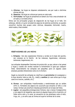 A. Alternas: las hojas se disponen aisladamente, una por nudo a distintas
      alturas del eje.
   B. Opuestas: las hojas se colocan por pares en cada nudo.
   C. Verticiladas: las hojas se presentan en número de tres o mas alrededor de
      un nudo y a la misma altura.
Estos son los principales grupos de disposición de las hojas en el tallo. Sin
embargo, debido a la gran variedad de especies de plantas existentes, se pueden
encontrar muchos mas grupos como: disticas, desusadas, helicoidal, roseta,
embricadas y fasciculadas.




   VEGETACIONES DE LAS HOJAS

   A. Estipulas: Son dos expansiones foliares y verdes en la base del pecíolo,
      son comunes en la familia de las rosaceas, leguminosas, rubiaceas,
      malvaceas, begoniaceas, etc.

   Las estipulas desempeñan funciones de protección, ya que cubren a las yemas
   y hojas y cuando son verdes realizan la fotosíntesis al igual que cualquier
   limbo. Generalmente las estipulas son pequeñas, pero en algunos casos
   alcanzan grandes dimensiones como en el chicharo.

   Según su duración las estipulas se clasifican en persistentes (si acampanan a
   la hoja durante toda su vida, Ej., rosal) y caedizas (si caen antes que la hoja
   como en el encino, castaño, etc.)

   B. Ocreas: son estipuladas transformadas y membranosas que se soldan
      entre si, formando una especie de cucurucho que envuelve al tallo o a las
      ramas, forman una envoltura tubulosa persistente en la base del limbo.
   C. Ligulas: son pequeñas prolongaciones foliares, mas o menos transparentes
      y con aspecto de lengüetas, que nacen en algunas hojas entre el pecíolo y el
      limbo entre este y la vaina, se encuentra en las gramíneas como el maíz,
      trigo, etc., y en este caso se forma en la parte terminal de la vaina.
 