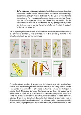 • Inflorescencias cerradas o cimosas: las inflorescencias se denominan
         cerradas o cimosas cuando los meristemos apicales de los diversos ejes
         se consumen en la producción de flores. Por debajo de la yema terminal
         convertida en flor, otras yemas laterales producen nuevos ejes. En este
         tipo de inflorescencias todas las flores son terminales. En las
         inflorescencias cimosas la flor terminal del eje principal es la primera
         en abrirse, seguida de las flores terminales de lo ejes de segundo
         orden, tercer orden, etc.

Por su aspecto general recuerdan inflorescencias racimosas pero el desarrollo de
la floración es diferente, pues comienza por la flor central y termina en las
laterales, siguiendo una marcha centrífuga.




Es común, además, que la bráctea aparezca del lado contrario a la rama florífera;
esto se debe a que cada eje que va naciendo remata en una flor y cesa de crecer,
comenzando el crecimiento de otra rama en la axila formada por la hoja y la
ramita floral. El número de ramas floríferas que se desarrolla debajo de la
primera flor, o donde se ha interrumpido el crecimiento vegetativo es variable
entre una o más. En el caso de ser única, la inflorescencia se llama monocasio
(ejemplo Iris), si son dos dicasio (ejemplo Cariofiláceas), si son tres o más se
denomina pleiocasio (ejemplo Geranium). Las inflorescencias cimosas comprenden
muchas clases, cuyas principales son la cima helicoidal, la cima circinada, la cima
 