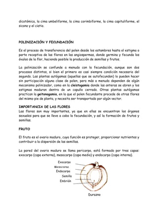 dicotómica, la cima umbeliforme, la cima corimbiforme, la cima capituliforme, el
sicono y el ciatio.




POLINIZACIÓN Y FECUNDACIÓN

Es el proceso de transferencia del polen desde los estambres hasta el estigma o
parte receptiva de las flores en las angiospermas, donde germina y fecunda los
óvulos de la flor, haciendo posible la producción de semillas y frutos.

La polinización se confunde a menudo con la fecundación, aunque son dos
procesos distintos, si bien el primero es casi siempre condición necesaria del
segundo. Las plantas autógamas (aquellas que se autofecundan) lo pueden hacer
sin participación alguna clase de polen, pero más a menudo dependen de algún
mecanismo polinizador, como en la cleistogamia donde las anteras se abren y los
estigmas maduran dentro de un capullo cerrado. Otras plantas autógamas
practican la geitonogamia, en la que el polen fecundante procede de otras flores
del mismo pie de planta, y necesita ser transportado por algún vector.

IMPORTANCIA DE LAS FLORES
Las flores son muy importantes, ya que en ellas se encuentran los órganos
sexuales para que se lleve a cabo la fecundación, y así la formación de frutos y
semillas.

FRUTO

El fruto es el ovario maduro, cuya función es proteger, proporcionar nutrientes y
contribuir a la dispersión de las semillas.

La pared del ovario maduro se llama pericarpo, está formado por tres capas:
exocarpo (capa externa), mesocarpo (capa media) y endocarpo (capa interna).

                          Exocarpo
                       Mesocarpo
                        Endocarpo
                            Semilla
                           Embrión



                                              Durazno
 