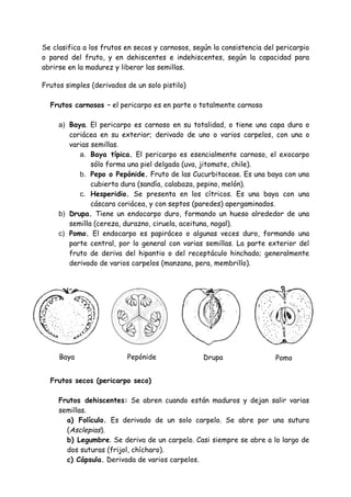 Se clasifica a los frutos en secos y carnosos, según la consistencia del pericarpio
o pared del fruto, y en dehiscentes e indehiscentes, según la capacidad para
abrirse en la madurez y liberar las semillas.

Frutos simples (derivados de un solo pistilo)

  Frutos carnosos – el pericarpo es en parte o totalmente carnoso

     a) Baya. El pericarpo es carnoso en su totalidad, o tiene una capa dura o
        coriácea en su exterior; derivado de uno o varios carpelos, con una o
        varias semillas.
           a. Baya típica. El pericarpo es esencialmente carnoso, el exocarpo
               sólo forma una piel delgada (uva, jitomate, chile).
           b. Pepo o Pepónide. Fruto de las Cucurbitaceae. Es una baya con una
               cubierta dura (sandía, calabaza, pepino, melón).
           c. Hesperidio. Se presenta en los cítricos. Es una baya con una
               cáscara coriácea, y con septos (paredes) apergaminados.
     b) Drupa. Tiene un endocarpo duro, formando un hueso alrededor de una
        semilla (cereza, durazno, ciruela, aceituna, nogal).
     c) Pomo. El endocarpo es papiráceo o algunas veces duro, formando una
        parte central, por lo general con varias semillas. La parte exterior del
        fruto de deriva del hipantio o del receptáculo hinchado; generalmente
        derivado de varios carpelos (manzana, pera, membrillo).




     Baya                 Pepónide                Drupa                 Pomo


  Frutos secos (pericarpo seco)

     Frutos dehiscentes: Se abren cuando están maduros y dejan salir varias
     semillas.
       a) Folículo. Es derivado de un solo carpelo. Se abre por una sutura
       (Asclepias).
       b) Legumbre. Se deriva de un carpelo. Casi siempre se abre a lo largo de
       dos suturas (frijol, chícharo).
       c) Cápsula. Derivada de varios carpelos.
 