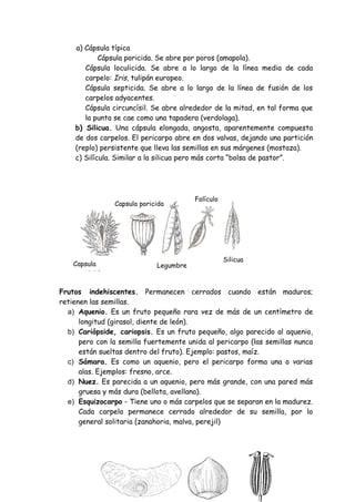 a) Cápsula típica
            Cápsula poricida. Se abre por poros (amapola).
       Cápsula loculicida. Se abre a lo largo de la línea media de cada
       carpelo: Iris, tulipán europeo.
       Cápsula septicida. Se abre a lo largo de la línea de fusión de los
       carpelos adyacentes.
       Cápsula circuncísil. Se abre alrededor de la mitad, en tal forma que
       la punta se cae como una tapadera (verdolaga).
    b) Silicua. Una cápsula elongada, angosta, aparentemente compuesta
    de dos carpelos. El pericarpo abre en dos valvas, dejando una partición
    (replo) persistente que lleva las semillas en sus márgenes (mostaza).
    c) Silícula. Similar a la silicua pero más corta “bolsa de pastor”.




                                        Folículo
                Capsula poricida




                                                   Silicua
    Capsula                  Legumbre
    septicida

Frutos indehiscentes. Permanecen cerrados cuando están maduros;
retienen las semillas.
  a) Aquenio. Es un fruto pequeño rara vez de más de un centímetro de
      longitud (girasol, diente de león).
  b) Cariópside, cariopsis. Es un fruto pequeño, algo parecido al aquenio,
      pero con la semilla fuertemente unida al pericarpo (las semillas nunca
      están sueltas dentro del fruto). Ejemplo: pastos, maíz.
  c) Sámara. Es como un aquenio, pero el pericarpo forma una o varias
      alas. Ejemplos: fresno, arce.
  d) Nuez. Es parecida a un aquenio, pero más grande, con una pared más
      gruesa y más dura (bellota, avellana).
  e) Esquizocarpo - Tiene uno o más carpelos que se separan en la madurez.
      Cada carpelo permanece cerrado alrededor de su semilla, por lo
      general solitaria (zanahoria, malva, perejil)
 