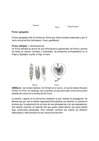 Samara
                                               Nuez         Esquizocarpo

Frutos agregados

Frutos agregados sólo se forman en flores que tienen carpelos separados y por lo
tanto varios pistilos (zarzamora, fresa, guanábana).

Frutos múltiples = infrutescencias
Un fruto múltiple se deriva de una inflorescencia aglomerada; las flores o partes
de éstas se vuelven carnosas y fusionadas. Se presentan principalmente en el
trópico. Ejemplos: la piña, el higo, la mora.




                      Morus                   Ficus
SEMILLA: son óvulos maduros. Se forman en el ovario, el cual se desarrolla para
formar el fruto; sin embargo, hay ocasiones en que participan otras estructuras
además del ovario en la formación del fruto.

La semilla o pepita es la estructura mediante la que realizan la propagación las
plantas que por ello se llaman espermatofitas (plantas con semilla). La semilla se
produce por la maduración de un óvulo de una gimnosperma o de una angiosperma.
Una semilla contiene un embrión del que puede desarrollarse una nueva planta
bajo condiciones apropiadas. Pero también contiene una fuente de alimento
almacenado y está envuelto en una cubierta protectora.
 