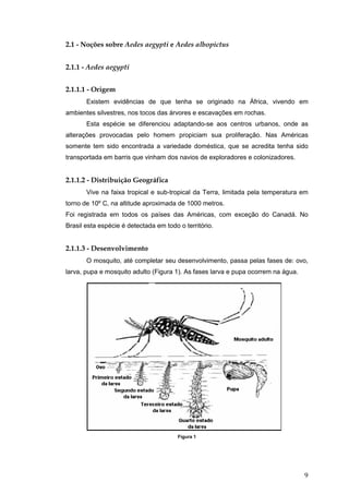 9
2.1 - Noções sobre Aedes aegypti e Aedes albopictus
2.1.1 - Aedes aegypti
2.1.1.1 - Origem
Existem evidências de que tenha se originado na África, vivendo em
ambientes silvestres, nos tocos das árvores e escavações em rochas.
Esta espécie se diferenciou adaptando-se aos centros urbanos, onde as
alterações provocadas pelo homem propiciam sua proliferação. Nas Américas
somente tem sido encontrada a variedade doméstica, que se acredita tenha sido
transportada em barris que vinham dos navios de exploradores e colonizadores.
2.1.1.2 - Distribuição Geográfica
Vive na faixa tropical e sub-tropical da Terra, limitada pela temperatura em
torno de 10º C, na altitude aproximada de 1000 metros.
Foi registrada em todos os países das Américas, com exceção do Canadá. No
Brasil esta espécie é detectada em todo o território.
2.1.1.3 - Desenvolvimento
O mosquito, até completar seu desenvolvimento, passa pelas fases de: ovo,
larva, pupa e mosquito adulto (Figura 1). As fases larva e pupa ocorrem na água.
Figura 1
 