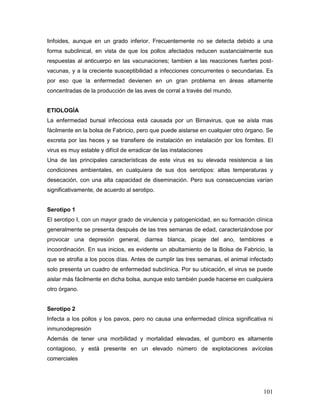 101
linfoides, aunque en un grado inferior. Frecuentemente no se detecta debido a una
forma subclinical, en vista de que los pollos afectados reducen sustancialmente sus
respuestas al anticuerpo en las vacunaciones; tambien a las reacciones fuertes post-
vacunas, y a la creciente susceptibilidad a infecciones concurrentes o secundarias. Es
por eso que la enfermedad devienen en un gran problema en áreas altamente
concentradas de la producción de las aves de corral a través del mundo.
ETIOLOGÌA
La enfermedad bursal infecciosa está causada por un Birnavirus, que se aísla mas
fácilmente en la bolsa de Fabricio, pero que puede aislarse en cualquier otro órgano. Se
excreta por las heces y se transfiere de instalación en instalación por los fomites. El
virus es muy estable y difícil de erradicar de las instalaciones
Una de las principales características de este virus es su elevada resistencia a las
condiciones ambientales, en cualquiera de sus dos serotipos: altas temperaturas y
desecación, con una alta capacidad de diseminación. Pero sus consecuencias varían
significativamente, de acuerdo al serotipo.
Serotipo 1
El serotipo I, con un mayor grado de virulencia y patogenicidad, en su formación clínica
generalmente se presenta después de las tres semanas de edad, caracterizándose por
provocar una depresión general, diarrea blanca, picaje del ano, temblores e
incoordinación. En sus inicios, es evidente un abultamiento de la Bolsa de Fabricio, la
que se atrofia a los pocos días. Antes de cumplir las tres semanas, el animal infectado
solo presenta un cuadro de enfermedad subclínica. Por su ubicación, el virus se puede
aislar más fácilmente en dicha bolsa, aunque esto también puede hacerse en cualquiera
otro órgano.
Serotipo 2
Infecta a los pollos y los pavos, pero no causa una enfermedad clínica significativa ni
inmunodepresión
Además de tener una morbilidad y mortalidad elevadas, el gumboro es altamente
contagioso, y está presente en un elevado número de explotaciones avícolas
comerciales
 