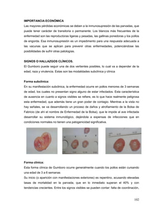102
IMPORTANCIA ECONÓMICA
Las mayores pérdidas económicas se deben a la inmunosupresión de las parvadas, que
puede tener carácter de transitoria o permanente. Los blancos más frecuentes de la
enfermedad son las reproductoras ligeras y pesadas, las gallinas ponedoras y los pollos
de engorda. Esa inmunosupresión es un impedimento para una respuesta adecuada a
las vacunas que se aplican para prevenir otras enfermedades, potenciándose las
posibilidades de sufrir otras patologías.
SIGNOS O HALLAZGOS CLÍNICOS.
El Gumboro puede seguir una de dos vertientes posibles, lo cual va a depender de la
edad, raza y virulencia. Estas son las modalidades subclínica y clínica
Forma subclinica:
En su manifestación subclinica, la enfermedad ocurre en pollos menores de 3 semanas
de edad, los cuales no presentan signo alguno de estar infectados. Esta característica
de ausencia en cuanto a signos visibles se refiere, es lo que hace realmente peligrosa
esta enfermedad, que además tiene un gran poder de contagio. Mientras a la vista no
hay señales, se va desarrollando un proceso de daños y atrofiamiento de la Bolsa de
Fabricio (de ahí el nombre de Enfermedad de la Bolsa), que le impide al ave infectada
desarrollar su sistema inmunológico, dejándola a expensas de infecciones que en
condiciones normales no tienen una patogenicidad significativa.
Forma clinica:
Esta forma clínica de Gumboro ocurre generalmente cuando los pollos están cursando
una edad de 3 a 6 semanas
Su inicio (o aparición con manifestaciones exteriores) es repentino, acusando elevadas
tasas de mortalidad en la parvada, que en lo inmediato superan el 40% y con
tendencias crecientes. Entre los signos visibles se pueden contar: falta de coordinación,
 