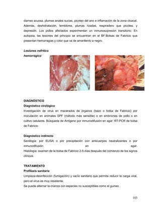 103
diarrea acuosa, plumas anales sucias, picoteo del ano e inflamación de la zona cloacal.
Además, deshidratación, temblores, plumas rizadas, respiradero que picotea, y
depresión. Los pollos afectados experimentan un inmunosupresiòn transitorio. En
autopsia, las lesiones del principio se encuentran en el BF.Bolsas de Fabricio que
presentan hemorragias y color que va de amarillento a negro.
Lesiones nefrítico
hemorrágico
DIAGNÓSTICO
Diagnóstico virológico
Investigación de virus en macerados de órganos (bazo o bolsa de Fabricio) por
inoculación en animales SPF (método más sensible) o en embriones de pollo o en
cultivo celulares. Búsqueda de Antígeno por inmunodifusión en agar. RT-PCR de bolsa
de Fabricio
Diagnóstico indirecto
Serología: por ELISA o por precipitación con anticuerpos neutralizantes o por
inmunodifusión en agar.
Histología: examen de la bolsa de Fabricio 2-5 días después del comienzo de los signos
clínicos
TRATAMIENTO
Profilaxis sanitaria
Limpieza-desinfección (fumigación) y vacío sanitario que permita reducir la carga viral,
pero el virus es muy resistente.
Se puede alternar la crianza con especies no susceptibles como el guineo .
 