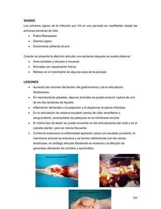 106
SIGNOS
Los primeros signos de la infección por VA en una parvada se manifiestan desde las
primeras semanas de vida.
 Pollos Retrasados
 Diarrea Ligera
 Excremento adherido al ano
Cuando se presenta la afección articular una semanas después se puede observar:
 Aves echadas y rehusan a moverse
 Animales con claudicación franca
 Retraso en el crecimiento de algunas aves de la parvada
LESIONES
 Aumento del volumen del tendón del gastrocnemio y de la articulación
tibiotarsiana.
 En reproductoras pesadas, algunos animales se puede producir ruptura de uno
de los dos tendones de Aquiles.
 Inflamación del tendón a la palpación y al desplumar la pierna infectada.
 En la articulación de observa exudado seroso de color amarillento o
sanguinolento, acompañado de petequias en la membrana sinovial
 El mismo tipo de lesión se puede encontrar en las articulaciones del codo y en el
cojinete plantar, pero es menos frecuente.
 Conforme evoluciona la enfermedad aparecen casos con exudado purulento, la
membrana sinovial se endurece y se forman adherencias con las vainas
tendinosas, el cartílago articular tibiotarsial se erosiona y la afección se
generaliza afectando los cóndilos y epicóndilos.
 