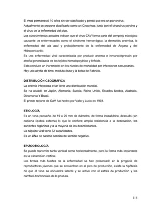 114
El virus permaneció 10 años sin ser clasificado y pensó que era un parvovirus.
Actualmente se propone clasificarlo como un Circovirus; junto con el circovirus porcino y
el virus de la enfermedad del pico.
Los conocimientos actuales indican que el virus CAV forma parte del complejo etiológico
causante de enfermedades como el síndrome hemorrágico, la dermatitis anémica, la
enfermedad del ala azul y probablemente de la enfermedad de Angara y del
Hidropericardio.
Es una enfermedad viral caracterizada por producir anemia e inmunodepresión por
atrofia generalizada de los tejidos hematopoyético y linfoide.
Esto conduce un incremento en los niveles de mortalidad por infecciones secundarias.
Hay una atrofia de timo, medula ósea y la bolsa de Fabricio.
DISTRIBUCIÓN GEOGRÁFICA
La anemia infecciosa aviar tiene una distribución mundial.
Se ha aislado en Japón, Alemania, Suecia, Reino Unido, Estados Unidos, Australia,
Dinamarca Y Brasil.
El primer reporte de CAV fue hecho por Valle y Lucio en 1993.
ETIOLOGÍA
Es un virus pequeño, de 19 a 25 mm de diámetro, de forma icosaédrica, desnudo (sin
cubierta lipídica externa) lo que le confiere amplia resistencia a la desecación, los
solventes orgánicos y a la mayoría de los desinfectantes.
La cápside viral tiene 32 subunidades.
Es un DNA de cadena sencilla de sentido negativo.
EPIZOOTIOLOGÍA
Se puede transmitir tanto vertical como horizontalmente, pero la forma más importante
es la transmisión vertical.
Los brotes más fuertes de la enfermedad se han presentado en la progenie de
reproductoras jóvenes que se encuentran en el pico de producción, existe la hipótesis
de que el virus se encuentra latente y se active con el estrés de producción y los
cambios hormonales de la postura.
 