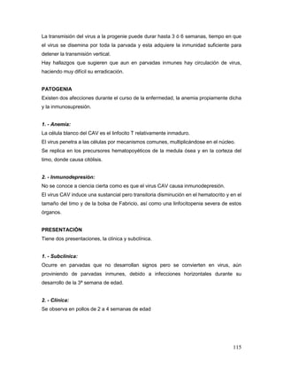 115
La transmisión del virus a la progenie puede durar hasta 3 ó 6 semanas, tiempo en que
el virus se disemina por toda la parvada y esta adquiere la inmunidad suficiente para
detener la transmisión vertical.
Hay hallazgos que sugieren que aun en parvadas inmunes hay circulación de virus,
haciendo muy difícil su erradicación.
PATOGENIA
Existen dos afecciones durante el curso de la enfermedad, la anemia propiamente dicha
y la inmunosupresión.
1. - Anemia:
La célula blanco del CAV es el linfocito T relativamente inmaduro.
El virus penetra a las células por mecanismos comunes, multiplicándose en el núcleo.
Se replica en los precursores hematopoyéticos de la medula ósea y en la corteza del
timo, donde causa citólisis.
2. - Inmunodepresión:
No se conoce a ciencia cierta como es que el virus CAV causa inmunodepresión.
El virus CAV induce una sustancial pero transitoria disminución en el hematocrito y en el
tamaño del timo y de la bolsa de Fabricio, así como una linfocitopenia severa de estos
órganos.
PRESENTACIÓN
Tiene dos presentaciones, la clínica y subclínica.
1. - Subclínica:
Ocurre en parvadas que no desarrollan signos pero se convierten en virus, aún
proviniendo de parvadas inmunes, debido a infecciones horizontales durante su
desarrollo de la 3ª semana de edad.
2. - Clínica:
Se observa en pollos de 2 a 4 semanas de edad
 