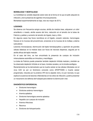 116
MORBILIDAD Y MORTALIDAD
La morbilidad es variable depende sobre todo de la forma en la que el pollo adquiere la
infección y de la presencia de agentes inmunosupresores.
Mortalidad experimentalmente es baja, rara vez mayor de 30 %.
LESIONES
Se observa con frecuencia sangre acuosa, atrofia de medula ósea, adquieren un color
amarillento o rosado, atrofia severa del timo, reducción en el tamaño de la bolsa de
Fabricio y palidez y aumento de tamaño de hígado, bazo y riñón.
En algunos casos hay focos necróticos en el hígado, corazón redondo, hemorragias
frescas en la mucosa del proventrículo, erosiones en la mucosa de la molleja y edema
subcutáneo
Lesiones microscópicas; disminución del tejido hematopoyético y aparición de grandes
células blásticas en la medula ósea con focos de necrosis dispersos, seguida por la
atrofia difusa del tejido medular.
En el caso del timo, se han encontrado la presencia de cuerpos de inclusión
intranucleares eosinófilos en timocitos y macrófagos.
La bolsa de Fabricio puede presentar también depleción linfoide medular y también se
ha observado depleción linfoide en el bazo, tonsilas cecales y en la tonsila esofágica.
Recientemente se ha demostrado que la muerte celular en las células infectadas con el
virus CAV es por un fenómeno conocido como APOPTOSIS o muerte celular
programada, inducida por la proteína VP3 de la cápside viral y no por necrosis, lo que
explica la ausencia de lesiones inflamatorias en los sitios de infección y podría presentar
un mecanismo de defensa del huésped para detener la disminución viral.
DIAGNÓSTICO DIFERENCIAL
 Síndrome hemorrágico
 Síndrome anémico hemorrágico
 Anemia aplástica
 Síndrome hemorrágico-anemia aplastica
 Hepatitis con cuerpos de inclusión
 Anemia infecciosa
 Reovirus
 Síndrome de hidropericardio
 
