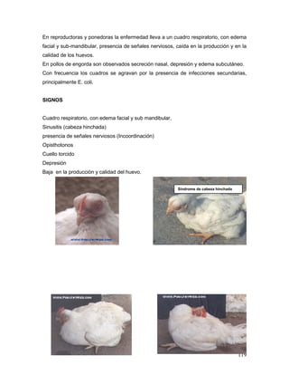 119
En reproductoras y ponedoras la enfermedad lleva a un cuadro respiratorio, con edema
facial y sub-mandibular, presencia de señales nerviosos, caída en la producción y en la
calidad de los huevos.
En pollos de engorda son observados secreción nasal, depresión y edema subcutáneo.
Con frecuencia los cuadros se agravan por la presencia de infecciones secundarias,
principalmente E. coli.
SIGNOS
Cuadro respiratorio, con edema facial y sub mandibular,
Sinusitis (cabeza hinchada)
presencia de señales nerviosos (Incoordinación)
Opisthotonos
Cuello torcido
Depresión
Baja en la producción y calidad del huevo.
Síndrome de cabeza hinchada
 
