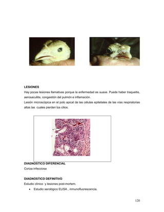 120
LESIONES
Hay pocas lesiones llamativas porque la enfermedad es suave. Puede haber traqueitis,
aerosaculitis, congestión del pulmón e inflamación.
Lesión microscópica en el polo apical de las células epiteliales de las vías respiratorias
altas las cuales pierden los cilios.
DIAGNOSTICO DIFERENCIAL
Coriza infecciosa
DIAGNOSTICO DEFINITIVO
Estudio clínico y lesiones post-mortem.
 Estudio serológico ELISA , inmunofluorescencia.
 