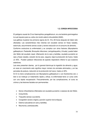 16
1.2. CORIZA INFECCIOSA
El patógeno causal de CI es Haemophilus paragallinarum, es una bacteria gramnegativa
la cual requiere para su cultivo de nicotín-adenín-dinucleótido (NAD).
Las gallinas muestran los primeros signos de CI, 18 a 36 horas después de haber sido
afectadas. Las características más notorias son exudado seroso en fosas nasales,
estornudo, escurrimiento seroso ocular y severa reducción en el consumo de alimento.
Conforme evoluciona la enfermedad y se complica con otros factores (Mycoplasma
gallisepticum, Pasterella, Bronquitis infecciosa, Laringotraqueitis y Viruela) puede haber
olor fétido del exudado nasal, inflamación de la cara y barbillas, exudado purulento en
ojos y fosas nasales, oclusión de los ojos, ceguera, baja la producción de huevo, hasta
un 40%. Pueden padecer infecciones de aparato respiratorio inferior lo que ocasiona
estertores.
Las aves presentan diarrea, por lo general disminuye la ingestión de alimento y agua;
en aves en crecimiento esto significa mayor número de animales eliminados, y en las
parvadas de postura, reducción en la producción de huevo, hasta un 40%.
Si CI no tiene complicaciones con Mycoplasma gallisepticum o con Escherichia coli, o
bien si se instituye un tratamiento rápido y eficaz, la enfermedad tiene un curso corto
con una rápida recuperación. Frecuentemente, por las complicaciones, el curso es
crónico y las lesiones faciales son permanentes:
 Senos infraorbitarios inflamados con exudado purulento o caseoso de olor fétido.
 Conjuntivitis.
 Traqueitis serosa o purulenta.
 Congestión severa o ligera y porción superior de la tráquea.
 Edema subcutáneo en cara y barbillas.
 Neumonía y aereosaculitis.
 