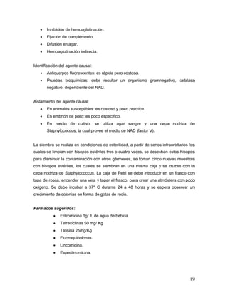 19
 Inhibición de hemoaglutinación.
 Fijación de complemento.
 Difusión en agar.
 Hemoaglutinación indirecta.
Identificación del agente causal:
 Anticuerpos fluorescentes: es rápida pero costosa.
 Pruebas bioquímicas: debe resultar un organismo gramnegativo, catalasa
negativo, dependiente del NAD.
Aislamiento del agente causal:
 En animales susceptibles: es costoso y poco practico.
 En embrión de pollo: es poco específico.
 En medio de cultivo: se utiliza agar sangre y una cepa nodriza de
Staphylococcus, la cual provee el medio de NAD (factor V).
La siembra se realiza en condiciones de esterilidad, a partir de senos infraorbitarios los
cuales se limpian con hisopos estériles tres o cuatro veces, se desechan estos hisopos
para disminuir la contaminación con otros gérmenes, se toman cinco nuevas muestras
con hisopos estériles, los cuales se siembran en una misma caja y se cruzan con la
cepa nodriza de Staphylococcus. La caja de Petri se debe introducir en un frasco con
tapa de rosca, encender una vela y tapar el frasco, para crear una atmósfera con poco
oxígeno. Se debe incubar a 37º C durante 24 a 48 horas y se espera observar un
crecimiento de colonias en forma de gotas de rocío.
Fármacos sugeridos:
 Eritromicina 1g/ lt. de agua de bebida.
 Tetraciclinas 50 mg/ Kg
 Tilosina 25mg/Kg
 Fluoroquinolonas.
 Lincomicina.
 Espectinomicina.
 