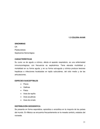 21
1.3 COLERA AVIAR
SINONIMIAS
CA
Pasteurelosis
Septicemia Hemorrágica
CARACTERÍSTICAS
Su curso va de agudo a crónico, afecta el aparato respiratorio, es una enfermedad
inmunocontagiosa, con frecuencia es septicémica. Tiene elevada morbilidad y
mortalidad en su forma aguda; y en su forma sub-aguda y crónica produce lesiones
hepáticas e infecciones localizadas en tejido subcutáneo, del oído medio y de las
articulaciones.
ESPECIES SUSCEPTIBLES
 Pavos
 Gallinas
 Patos
 Aves de rapiña
 Aves acuáticas
 Aves de ornato
DISTRIBUCIÓN GEOGRÁFICA
Se presenta en forma esporádica, epizoótica o enzoótica en la mayoría de los países
del mundo. En México se encuentra frecuentemente en la meseta central y estados del
noroeste.
 