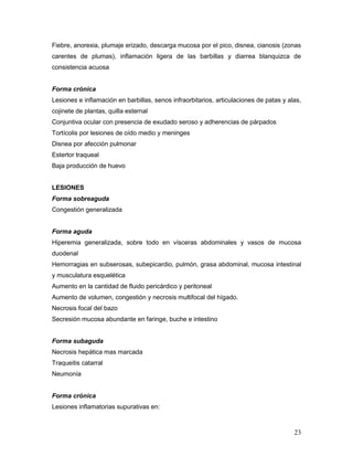 23
Fiebre, anorexia, plumaje erizado, descarga mucosa por el pico, disnea, cianosis (zonas
carentes de plumas), inflamación ligera de las barbillas y diarrea blanquizca de
consistencia acuosa
Forma crónica
Lesiones e inflamación en barbillas, senos infraorbitarios, articulaciones de patas y alas,
cojinete de plantas, quilla esternal
Conjuntiva ocular con presencia de exudado seroso y adherencias de párpados
Tortícolis por lesiones de oído medio y meninges
Disnea por afección pulmonar
Estertor traqueal
Baja producción de huevo
LESIONES
Forma sobreaguda
Congestión generalizada
Forma aguda
Hiperemia generalizada, sobre todo en vísceras abdominales y vasos de mucosa
duodenal
Hemorragias en subserosas, subepicardio, pulmón, grasa abdominal, mucosa intestinal
y musculatura esquelética
Aumento en la cantidad de fluido pericárdico y peritoneal
Aumento de volumen, congestión y necrosis multifocal del hígado.
Necrosis focal del bazo
Secresión mucosa abundante en faringe, buche e intestino
Forma subaguda
Necrosis hepática mas marcada
Traqueitis catarral
Neumonía
Forma crónica
Lesiones inflamatorias supurativas en:
 