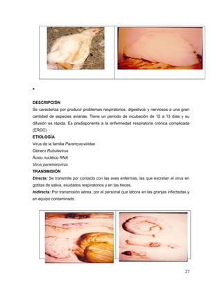 27

DESCRIPCIÓN
Se caracteriza por producir problemas respiratorios, digestivos y nerviosos a una gran
cantidad de especies aviarias. Tiene un período de incubación de 12 a 15 días y su
difusión es rápida. Es predisponente a la enfermedad respiratoria crónica complicada
(ERCC)
ETIOLOGÍA
Virus de la familia Paramyxoviridae
Género Rubulavirus
Ácido nucléico RNA
Virus paramixovirus
TRANSMISIÓN
Directa: Se transmite por contacto con las aves enfermas, las que excretan el virus en
gotitas de saliva, exudados respiratorios y en las heces.
Indirecta: Por transmisión aérea, por el personal que labora en las granjas infectadas y
en equipo contaminado.
 