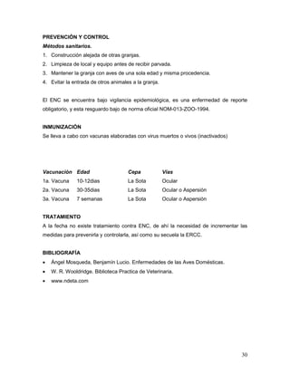30
PREVENCIÓN Y CONTROL
Métodos sanitarios.
1. Construcción alejada de otras granjas.
2. Limpieza de local y equipo antes de recibir parvada.
3. Mantener la granja con aves de una sola edad y misma procedencia.
4. Evitar la entrada de otros animales a la granja.
El ENC se encuentra bajo vigilancia epidemiológica, es una enfermedad de reporte
obligatorio, y esta resguardo bajo de norma oficial NOM-013-ZOO-1994.
INMUNIZACIÓN
Se lleva a cabo con vacunas elaboradas con virus muertos o vivos (inactivados)
Vacunación Edad Cepa Vías
1a. Vacuna 10-12dias La Sota Ocular
2a. Vacuna 30-35dias La Sota Ocular o Aspersión
3a. Vacuna 7 semanas La Sota Ocular o Aspersión
TRATAMIENTO
A la fecha no existe tratamiento contra ENC, de ahí la necesidad de incrementar las
medidas para prevenirla y controlarla, así como su secuela la ERCC.
BIBLIOGRAFÍA
 Ángel Mosqueda, Benjamín Lucio. Enfermedades de las Aves Domésticas.
 W. R. Wooldridge. Biblioteca Practica de Veterinaria.
 www.ndeta.com
 