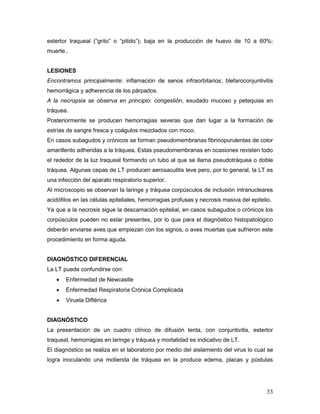 33
estertor traqueal (“grito” o “pitido”); baja en la producción de huevo de 10 a 60%;
muerte..
LESIONES
Encontramos principalmente: inflamación de senos infraorbitarios; blefaroconjuntivitis
hemorrágica y adherencia de los párpados.
A la necropsia se observa en principio: congestión, exudado mucoso y petequias en
tráquea.
Posteriormente se producen hemorragias severas que dan lugar a la formación de
estrías de sangre fresca y coágulos mezclados con moco.
En casos subagudos y crónicos se forman pseudomembranas fibrinopurulentas de color
amarillento adheridas a la tráquea. Estas pseudomembranas en ocasiones revisten todo
el rededor de la luz traqueal formando un tubo al que se llama pseudotráquea o doble
tráquea. Algunas cepas de LT producen aerosaculitis leve pero, por lo general, la LT es
una infección del aparato respiratorio superior.
Al microscopio se observan la laringe y tráquea corpúsculos de inclusión intranucleares
acidófilos en las células epiteliales, hemorragias profusas y necrosis masiva del epitelio.
Ya que a la necrosis sigue la descamación epitelial, en casos subagudos o crónicos los
corpúsculos pueden no estar presentes, por lo que para el diagnóstico histopatológico
deberán enviarse aves que empiezan con los signos, o aves muertas que sufrieron este
procedimiento en forma aguda.
DIAGNÓSTICO DIFERENCIAL
La LT puede confundirse con:
 Enfermedad de Newcastle
 Enfermedad Respiratoria Crónica Complicada
 Viruela Diftérica
DIAGNÓSTICO
La presentación de un cuadro clínico de difusión lenta, con conjuntivitis, estertor
traqueal, hemorragias en laringe y tráquea y mortalidad es indicativo de LT.
El diagnóstico se realiza en el laboratorio por medio del aislamiento del virus lo cual se
logra inoculando una molienda de tráquea en la produce edema, placas y pústulas
 