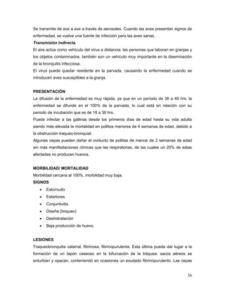 36
Se transmite de ave a ave a través de aerosoles. Cuando las aves presentan signos de
enfermedad, se vuelve una fuente de infección para las aves sanas.
Transmisión indirecta.
El aire actúa como vehículo del virus a distancia; las personas que laboran en granjas y
los objetos contaminados, también son un vehículo muy importante en la diseminación
de la bronquitis infecciosa.
El virus puede quedar residente en la parvada, causando la enfermedad cuando se
introducen aves susceptibles a la granja.
PRESENTACIÓN
La difusión de la enfermedad es muy rápida, ya que en un período de 36 a 48 hrs. la
enfermedad se difunde en el 100% de la parvada, lo cual está en relación con su
periodo de incubación que es de 18 a 36 hrs.
Puede infectar a las gallinas desde los primeros días de edad hasta su vida adulta
siendo más elevada la mortalidad en pollitos menores de 4 semanas de edad, debido a
la obstrucción traqueo-bronquial.
Algunas cepas pueden dañar el oviducto de pollitas de menos de 2 semanas de edad
sin más manifestaciones clínicas que las respiratorias, de las cuales un 20% de estas
afectadas no producen huevos.
MORBILIDAD/ MORTALIDAD
Morbilidad cercana al 100%, morbilidad muy baja.
SIGNOS
 Estornudo
 Estertores
 Conjuntivitis
 Diseña (boqueo)
 Deshidratación
 Baja producción de huevo.
LESIONES
Traqueobronquitis catarral, fibrinosa, fibrinopurulenta. Esta última puede dar lugar a la
formación de un tapón caseoso en la bifurcación de la tráquea; sacos aéreos se
enturbian y opacan, conteniendo en ocasiones un exudado fibrinopurulento. Las cepas
 