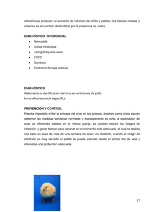 37
nefrotóxicas producen el aumento de volumen del riñón y palidez, los túbulos renales y
uréteres se encuentran distendidos por la presencia de uratos.
DIAGNÓSTICO DIFERENCIAL
 Newcastle
 Coriza infecciosa
 Laringotraqueitis aviar
 ERCC
 Gumboro
 Síndrome de baja postura
DIAGNÓSTICO
Aislamiento e identificación del virus en embriones de pollo
Inmunofluorescencia específica
PREVENCIÓN Y CONTROL
Resulta imposible evitar la entrada del virus en las granjas, dejando como única opción
extremar las medidas sanitarias normales y especialmente se evita la explotación de
aves de diferentes edades en la misma granja, se pueden reducir los riesgos de
infección, y ganar tiempo para vacunar en el momento más adecuado, el cual se realiza
con éxito en aves de más de una semana de edad; no obstante, cuando el riesgo de
infección es muy elevado el pollito se puede vacunar desde el primer día de vida y
obtenerse una protección adecuada.
 