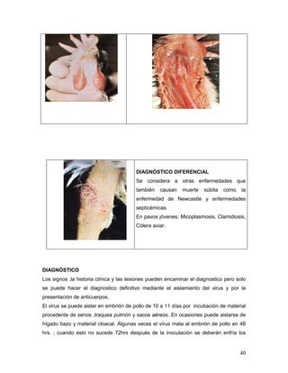 40
DIAGNÓSTICO DIFERENCIAL
Se considera a otras enfermedades que
también causan muerte súbita como la
enfermedad de Newcastle y enfermedades
septicémicas.
En pavos jóvenes: Micoplasmosis, Clamidiosis,
Cólera aviar.
DIAGNÓSTICO
Los signos ,la historia clínica y las lesiones pueden encaminar el diagnostico pero solo
se puede hacer el diagnostico definitivo mediante el aislamiento del virus y por la
presentación de anticuerpos.
El virus se puede aislar en embrión de pollo de 10 a 11 días por incubación de material
procedente de senos ,traquea pulmón y sacos aéreos. En ocasiones puede aislarse de
hígado bazo y material cloacal. Algunas veces el virus mata al embrión de pollo en 48
hrs. ; cuando esto no sucede 72hrs después de la inoculación se deberán enfría los
 